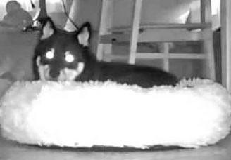 出所：@BLshiba_tensuke 