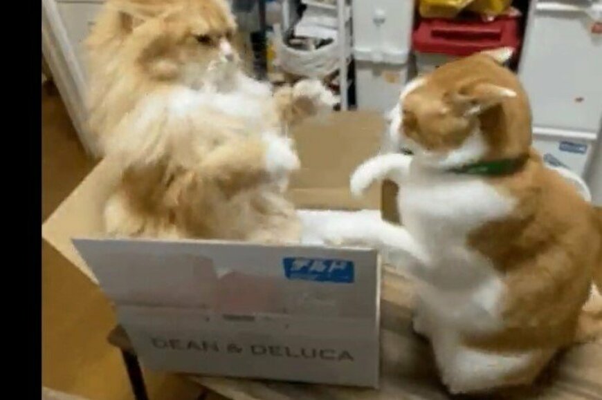DEAN＆DELUCAの箱をかけた猫の戦い　熱い姿に2万バズ