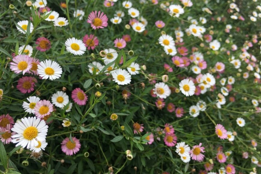 満開に咲く、白やピンクのエリゲロンの花