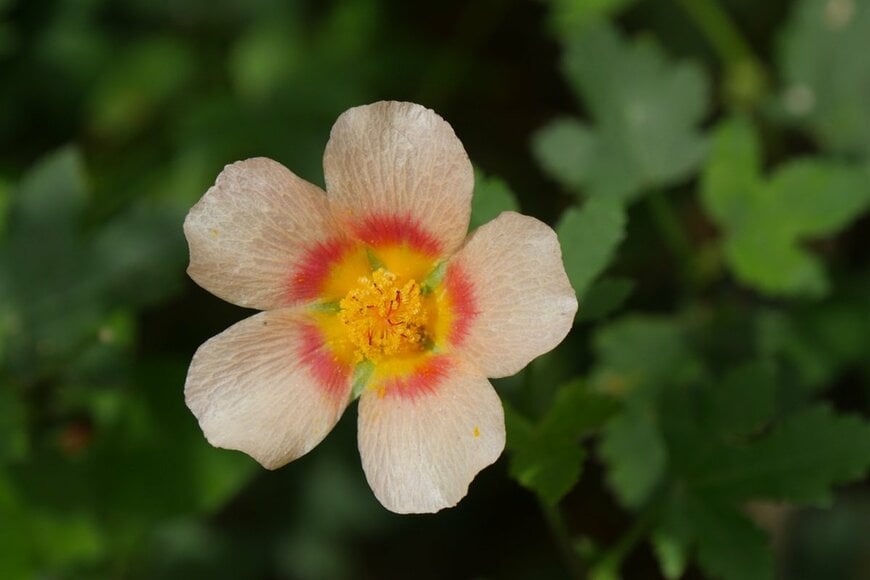 淡いピンクの花を咲かせているマルバストラム。花の中央はオレンジ色