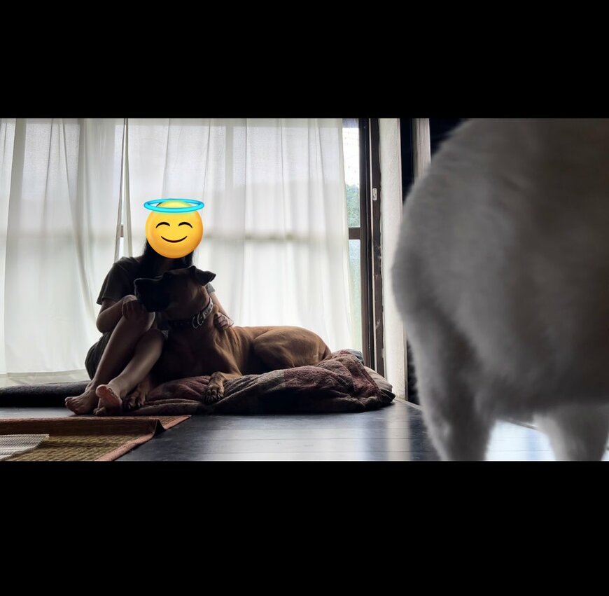 人間と犬の影と白い猫