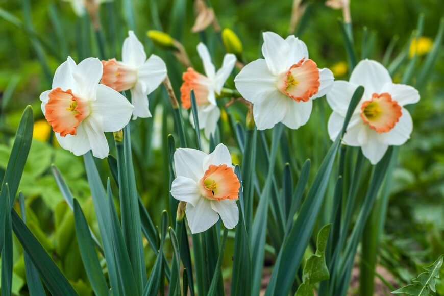 白い花びらで真ん中がオレンジ色のスイセンの花