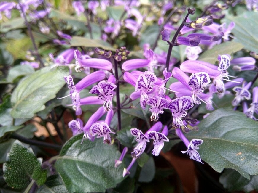 淡い紫色の花を咲かせている、プレクトランサス