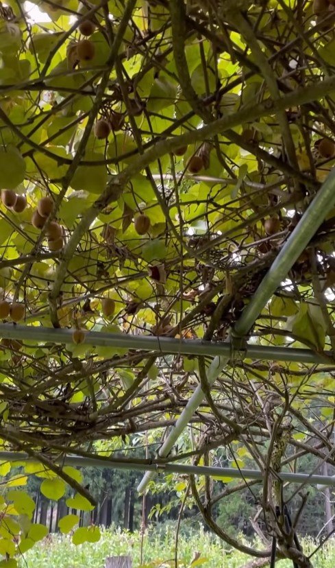 キウイ大好きなゴールデンレトリバー