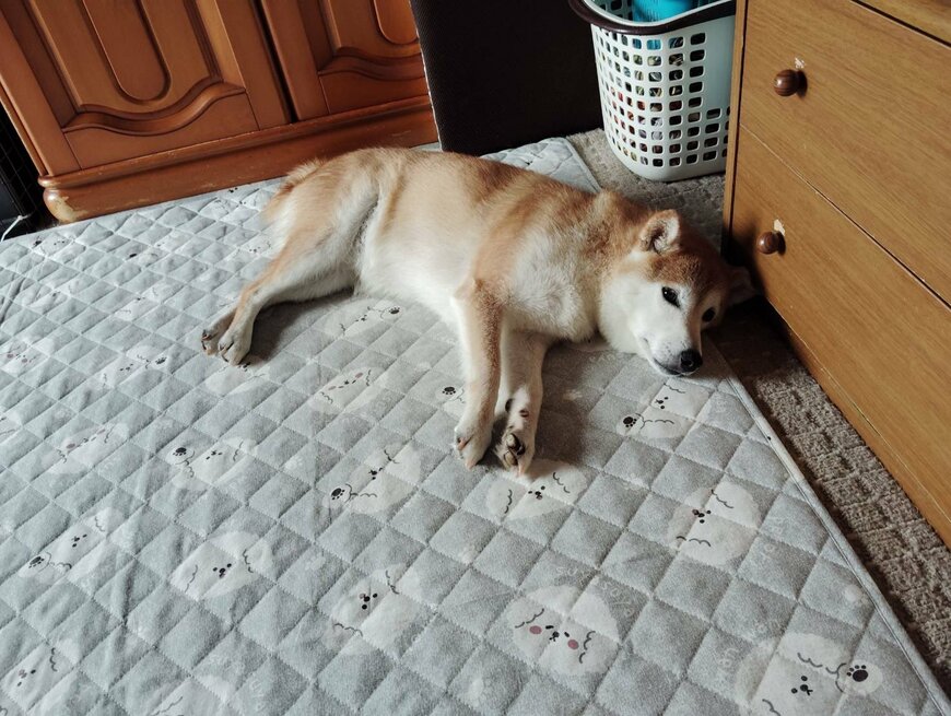 投稿の画像