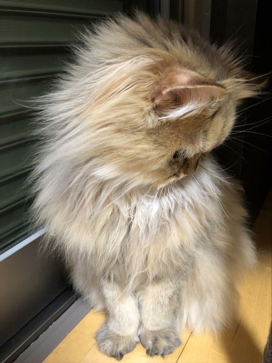 座る猫