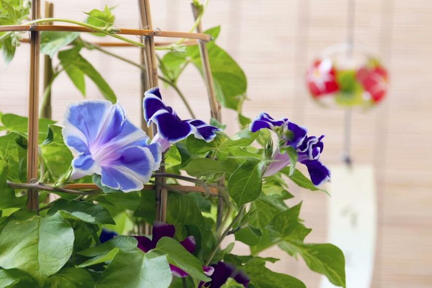 支柱に蔓が絡まっているアサガオの花。花の色は淡い青色と濃い青色など。後方には風鈴がある。