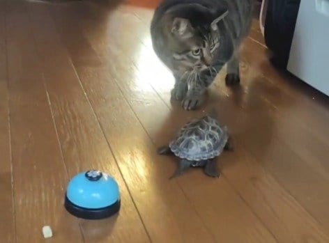 おやつを必死に探す小雪ちゃんと心配そうに駆け寄る軍曹くん