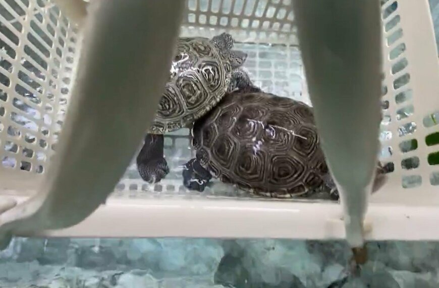 買い物かごに入ったカメ