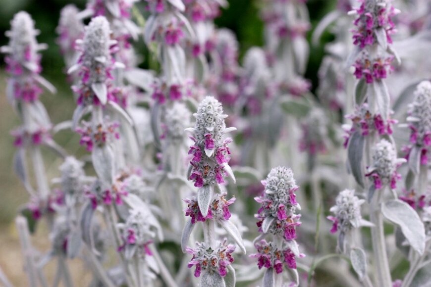 ラムズイヤーの花。色は白と紫。