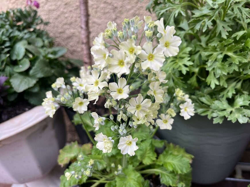 爽やかなライムグリーンの花色もあるウインティー