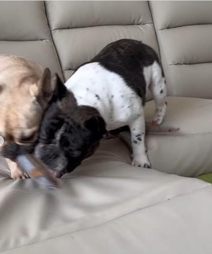 おもちゃを取り合う2匹の犬