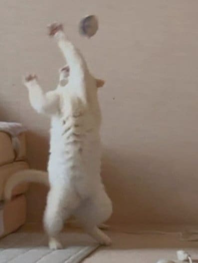 一人遊びする猫