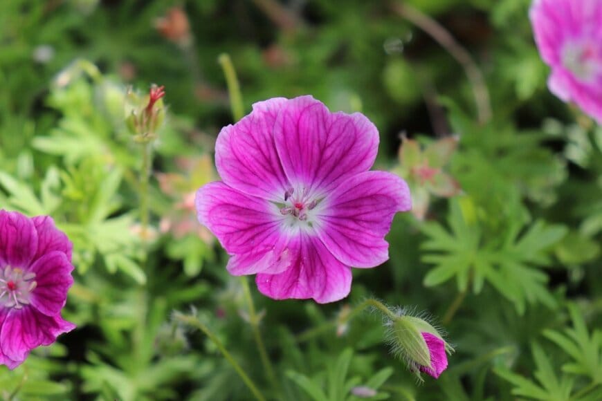 ピンクの花を咲かせている、ゲラニウム