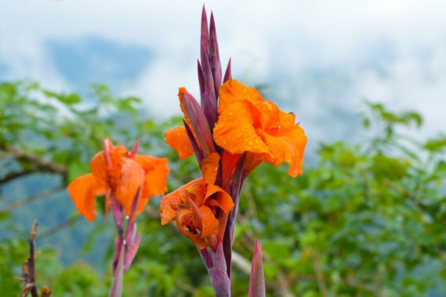 オレンジ色の花を咲かせている、カンナ