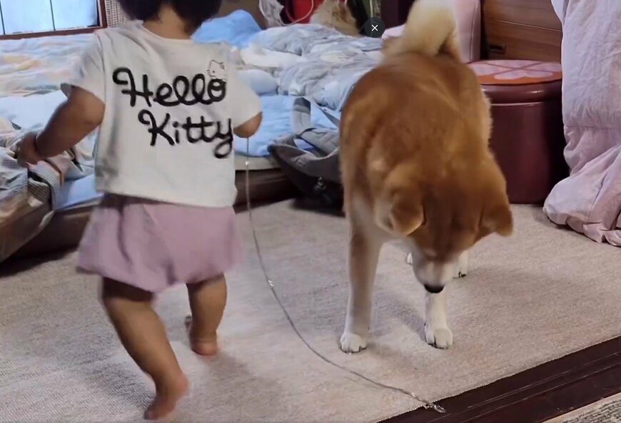 柴犬と子供