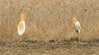 野鳥の意外な姿に癒やされる　農地で捉えられた「ガニ股で逃げるサギ」のユニークな瞬間