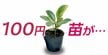 ダイソーの100円「フィカス」が3年で約10倍に！100均の苗でも大きく育てるポイントと剪定方法を紹介！