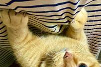 「抱っこして」過酷な状況から保護された猫の悶絶級おねだり