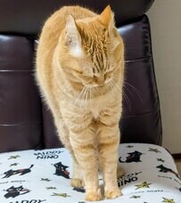 その傾き「芸術的」！　茶トラ猫ちゃんの絶妙すぎる「斜め立ち」のバランスに大反響【いいね2万超】