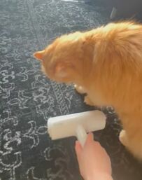 掃除中に繰り広げられた「猫と妻の戦い」が話題　終わりが見えない展開に爆笑