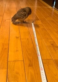 【メジャーが気になるフクロウ】捕まえたいけれど？→怪訝そうな表情が可愛すぎる