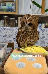 【ぬいぐるみを持って飛ぶフクロウ】トウモロコシよりカエルを選ぶ姿が可愛すぎる！
