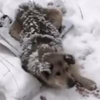 重傷を負って凍った道路に放置されていた老犬。保護後に見せた穏やかな表情に感動が広がる