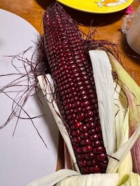 鮮やかな赤色のトウモロコシ「大和ルージュ」　茹でると…「黄色や茶色に変化」してしまった