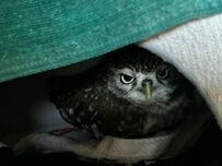 【スナイパーみたいなフクロウ】ドキッとするくらいカッコ良い！鋭い眼光に釘付け