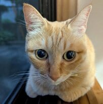 美形の猫ちゃん、想定外の「恐怖のはてな顔」に！？思わず二度見する変貌ぶりが話題