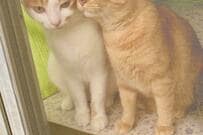 過酷な状況から保護された猫たち。幸せ溢れるニャルソックに反響