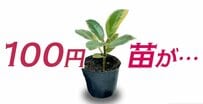ダイソーの100円「フィカス」が3年で約10倍に！100均の苗でも大きく育てるポイントと剪定方法を紹介！