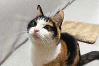 「童顔の麗しい」元保護猫→人間味あふれる行動と「トロン」とした表情が話題