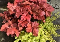 ずっと飾れる【センスのいい寄せ植えづくり】おしゃれなカラーリーフ組み合わせ3例＆作り方のコツ