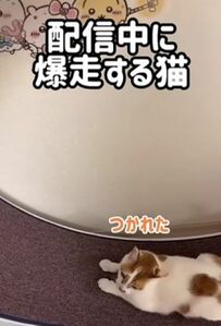 【爆走】「すごい荒ぶりっぷり！」猫ちゃんたちの姿にSNSユーザーたちが爆笑
