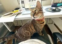 【邪魔してないつもりの猫ちゃん】綺麗なポージングに注目！座っているだけで様になる美しさ