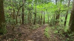 大阪府の林道で感じた「視線の正体」はこちらを見ていた「猫」 山のヌシのような姿にホッコリ