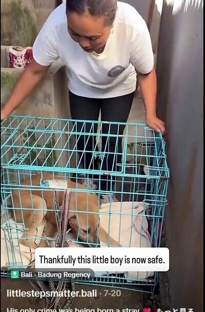 保護のためケージに入れられた犬