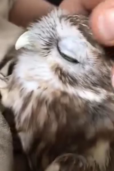 目を閉じるフクロウ