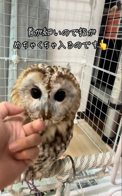 投稿動画のワンシーン