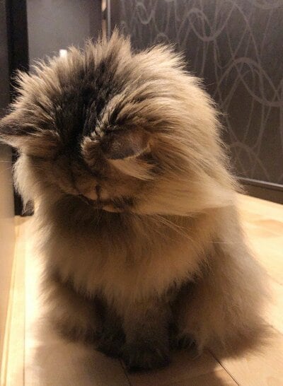 座ったまま居眠りしそうなパピコくん