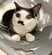 猫用トンネルに潜る「弟猫」一方、トンネルの外では…兄弟のかわいいやり取りにホッコリ