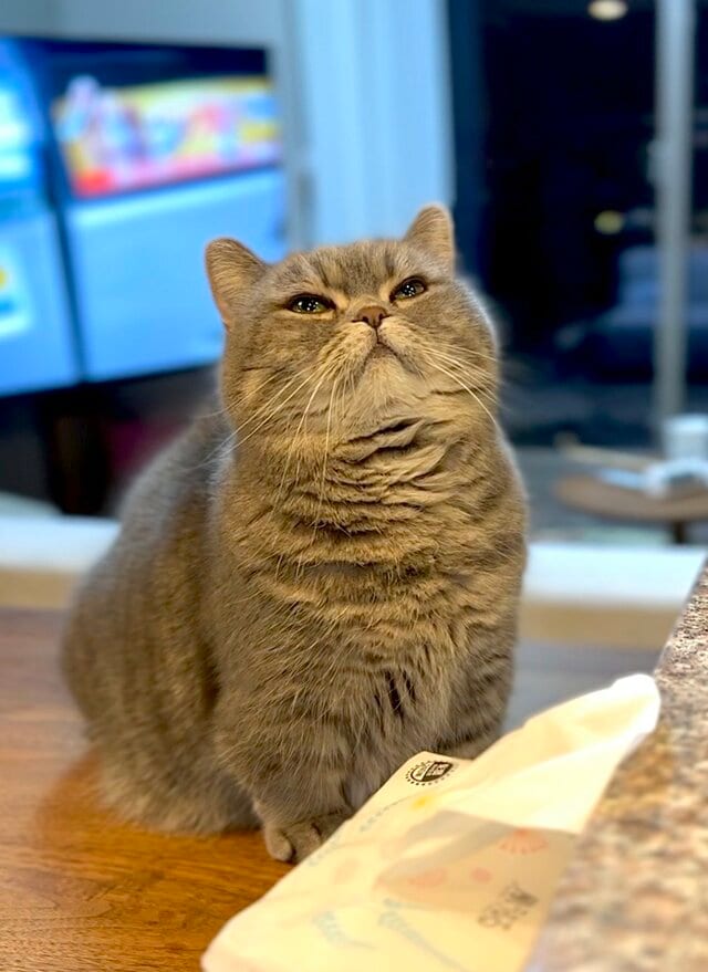「父上、お願いします！」　ある物を欲しがる猫さんのおねだり姿が話題