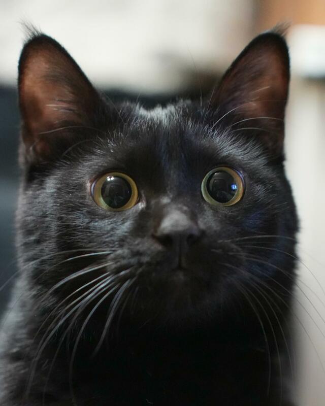 「同一ニャン物？」表情の振り幅が大きい黒猫　愛らしい姿からの「変わりよう」に笑ってしまう