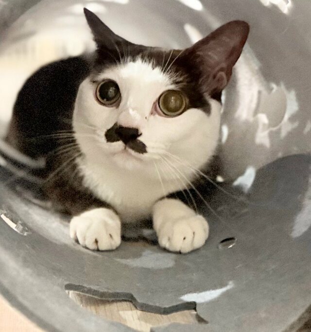 猫用トンネルに潜る「弟猫」一方、トンネルの外では…兄弟のかわいいやり取りにホッコリ