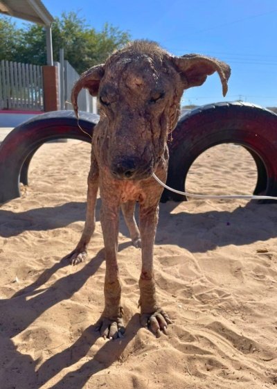 深刻な皮膚病を負ったまま路上にいた犬をレスキュー。献身的なケアで心を開いた「変化」に胸が熱くなる