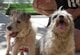 飼い主を亡くした2匹の犬→家族が引き取れず、今後のために「安心して過ごせる施設」へ託すことに 