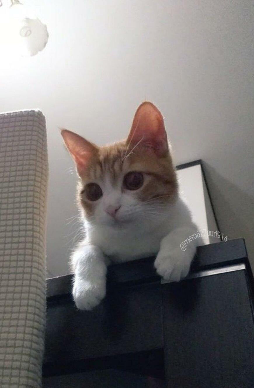 出所：@mero627puri914