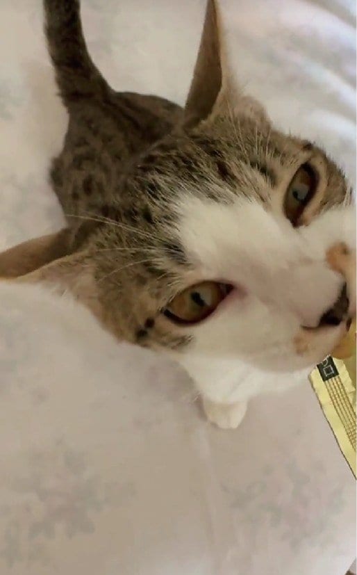 出所：＠lumi.towncat